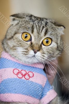 Cat in Olympic dress