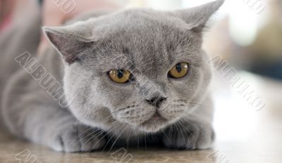 British blue cat