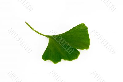 Ginkgo leaf