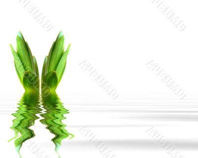 Plant in water