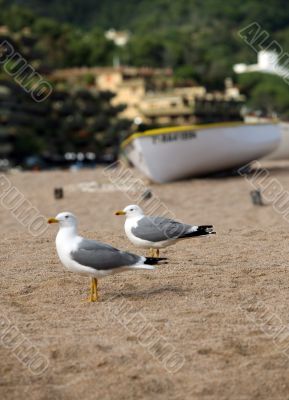 Seagulls on a coast