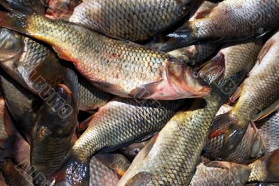 carp in fish place market
