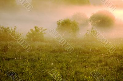 Pink fog