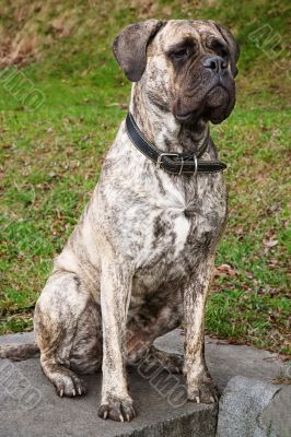 Sitting boxer
