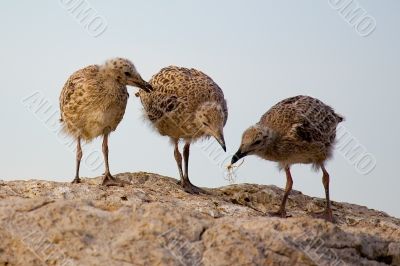 Seagulls