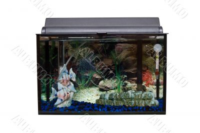 Isolated Fishtank