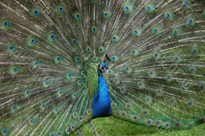 peacock_tail