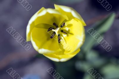 Close-up shot of the stamen of a yellow tulip