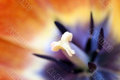 lose-up shot of the stamen of a red tulip
