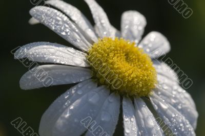 White daisy in dew