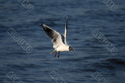 seagull is in flight and blue water
