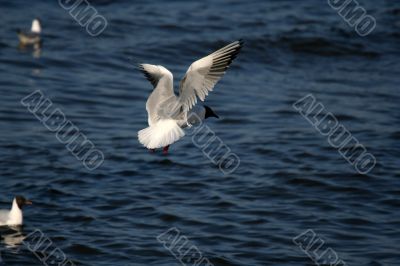 seagull is in flight and blue water