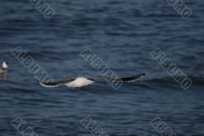 seagull is in flight and blue water