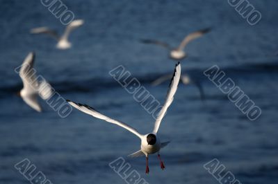 lot of white beautiful seagulls above water fliying