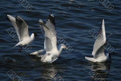 lot of white beautiful seagulls above water fliying