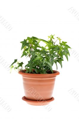 ivy in pot