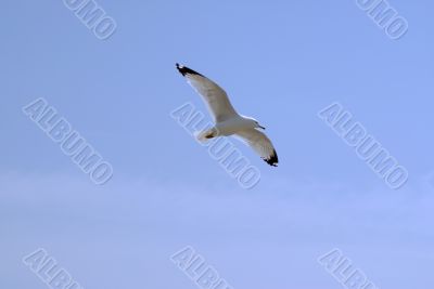 Seagull Flying