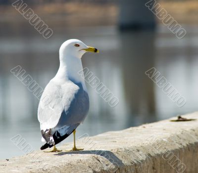 Single Seagull