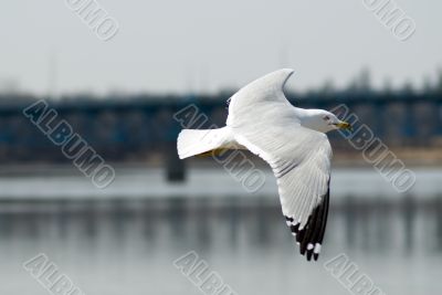 Flying Seagull