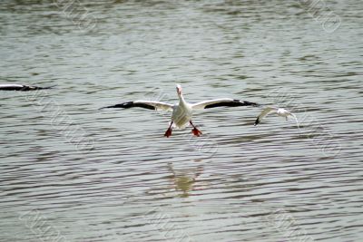 Pelican Landing