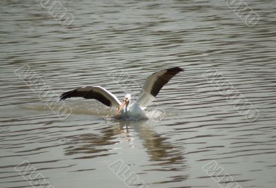 Pelican
