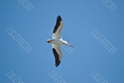 Flying Pelican