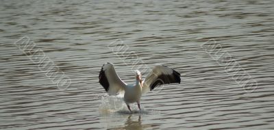 Pelican Landing in Water