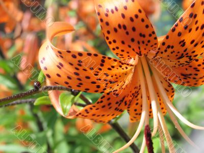 tiger lilies