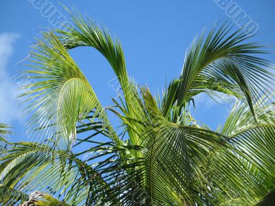 palm tree leaves