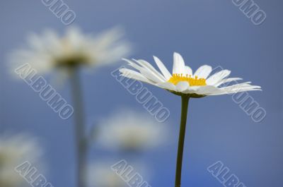 Daisy in the sky