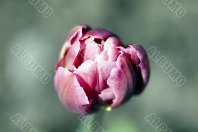 Close-up shot of the stamen of a rose tulip