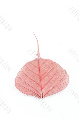 red leaf