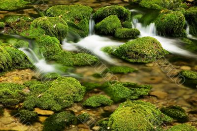Moss,dam