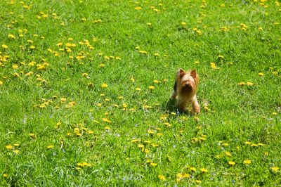 Maltese,dandelions