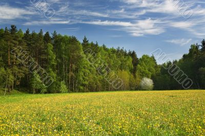 Wood,dandelions,blooming_ tree