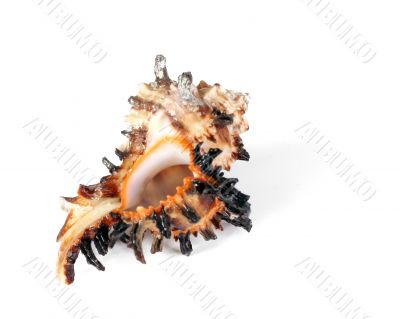 Sea cockleshell