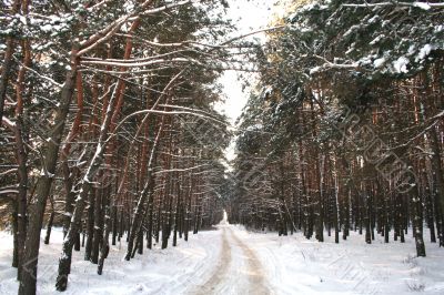 Snow road