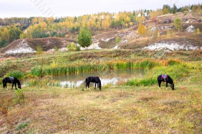 Three horses
