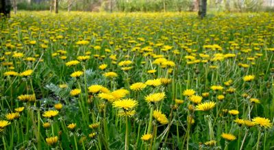 yellow dandelions