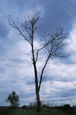 silhouette of dead tree