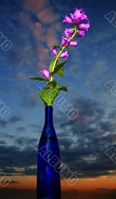Bellflowers in bottle