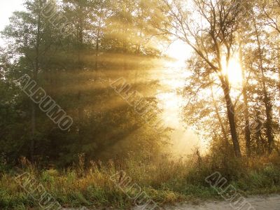 Morning beams