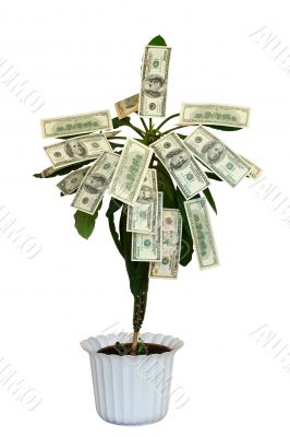Money tree
