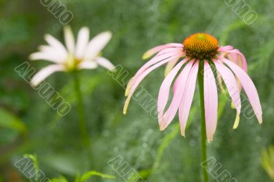 Two camomiles