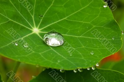 Drop on a leaf (Macro)
