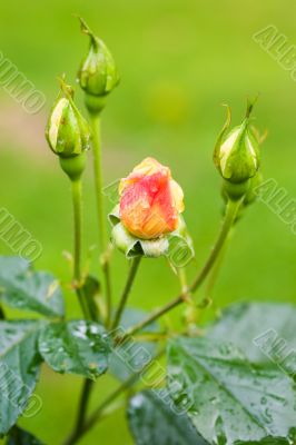 Water drops on rosebuds