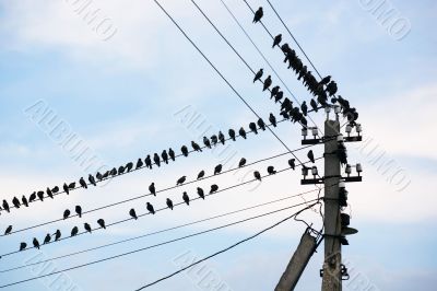 Birds, wires, pole