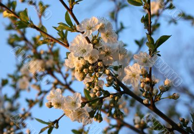 Flower of cherry