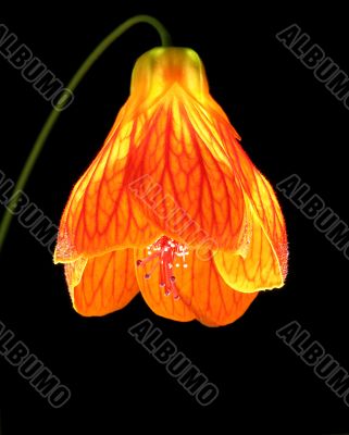 Abutilon as a lantern