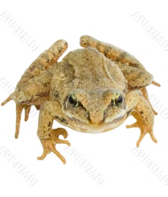 Big frog